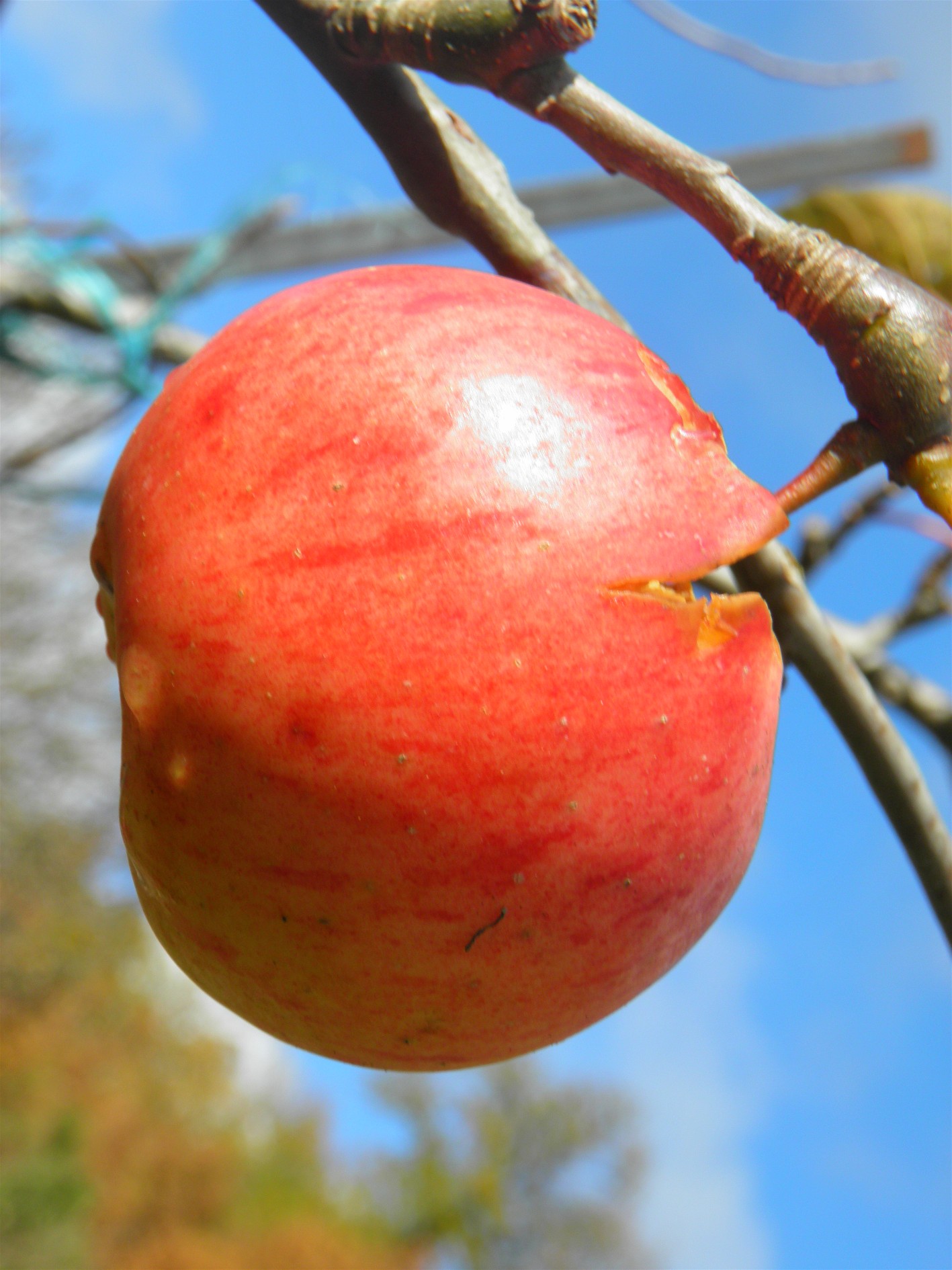 photos de pommes en décembre