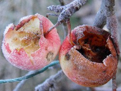 photos de pommes starking en décembre