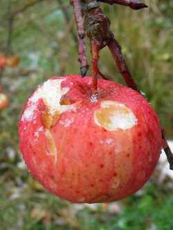 photos de pommes en décembre avec gelée